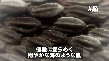 [テレビ予告] 爬虫類スペシャル！｜アニマルプラネット