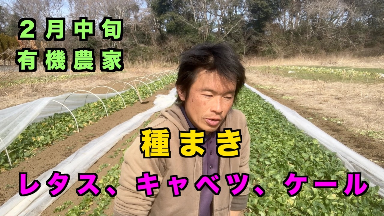 無農薬野菜栽培　２月種まき　レタス　キャベツ