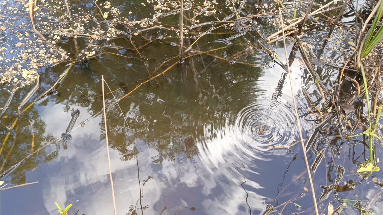 เอาให้ชัด!!เหยื่อลอย vs เหยื่อจม ปลาจะกินอันไหน ใส่เบ็ดเหยื่อแมงจีซอน