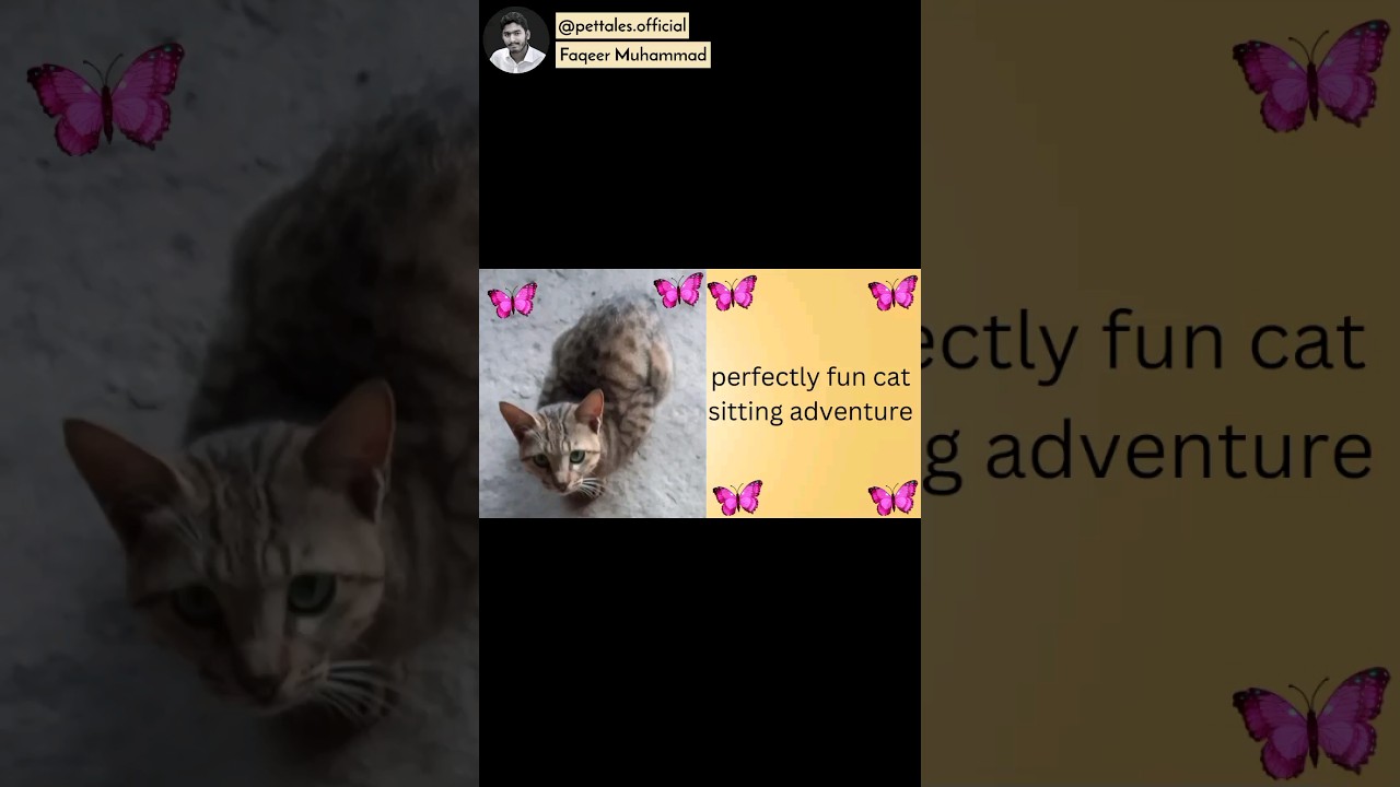 perfectly fun cat sitting adventure | Pet Tales 