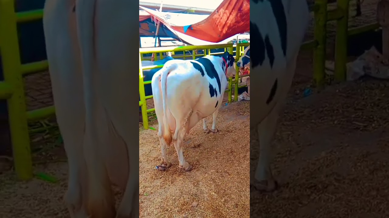 white black cow Beautiful