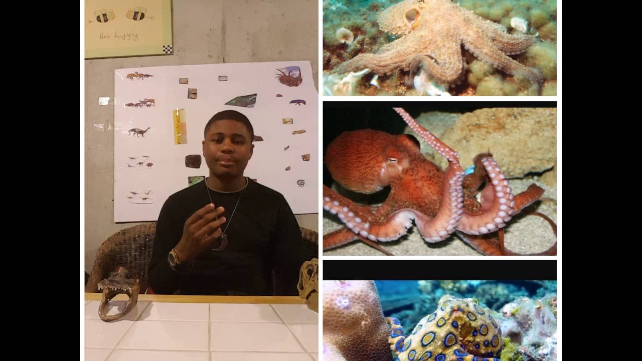 camera iphone 8 plus apk The Octopus