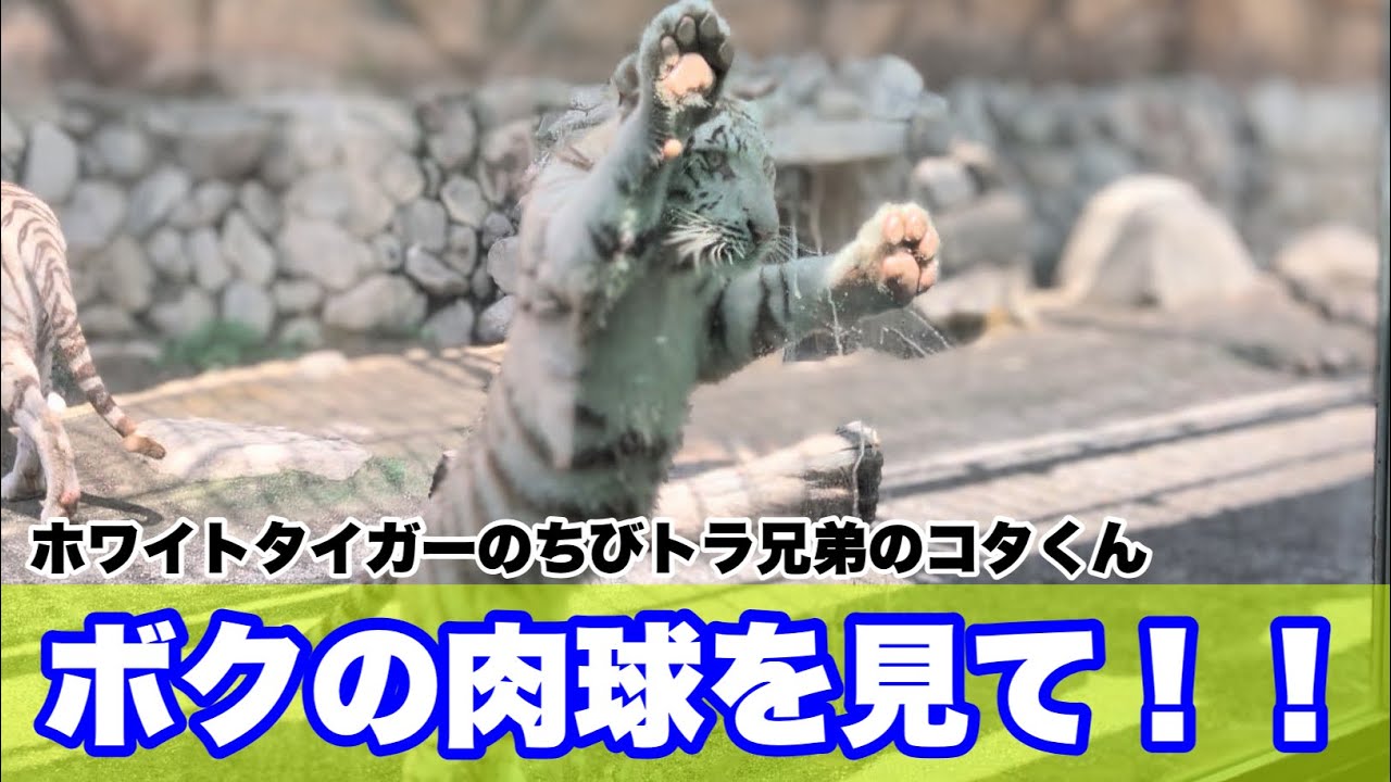 コタくんとハクくん、2025.06.16 東武動物公園のホワイトタイガーの