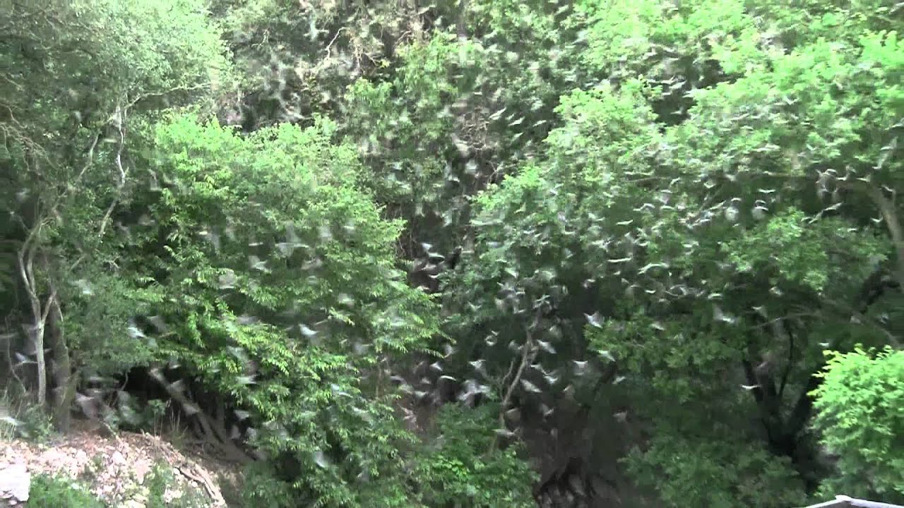 Mexican Free Tail Bats