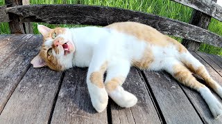 【おしゃべり猫】人懐っこい茶シロ猫が橋の下からピョンと飛び出してきた