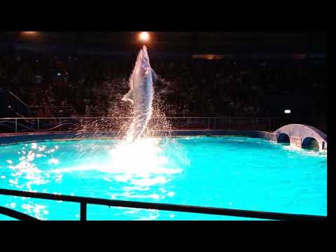 dolfinarium Harderwijk 2022 augustus
