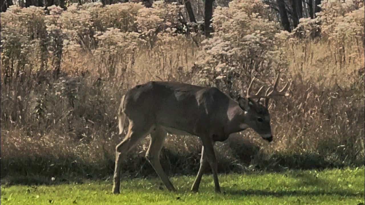 Buck in rut around some does. #whitetail #deer - YouTube