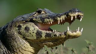 I 6 Animali Più Pericolosi Dellamazzonia