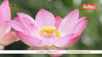 Tình cảm Đặc biệt của Người dân đối với Bác Hồ kính yêu | Bảo Nam TV