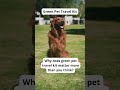 Eco-Friendly Pet Care Tips | Sustainable Dog Hacks-Eco Tips for Dog Owners | GoEcoPaw Hacks