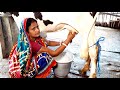 Must watch beautiful lady milking a cow by hand channel 96 episode 151