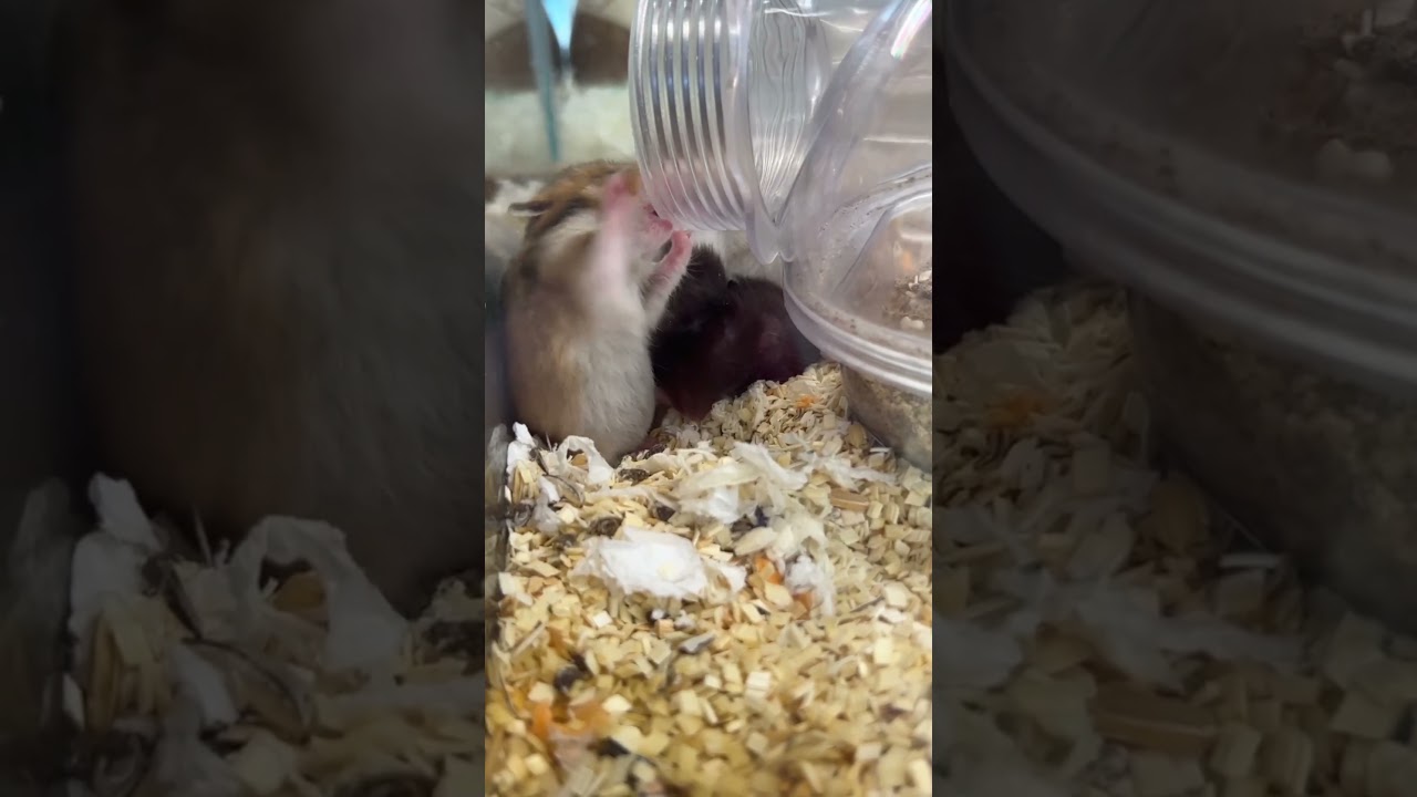 Calm Turtles vs Busy Mice 🐢🐭