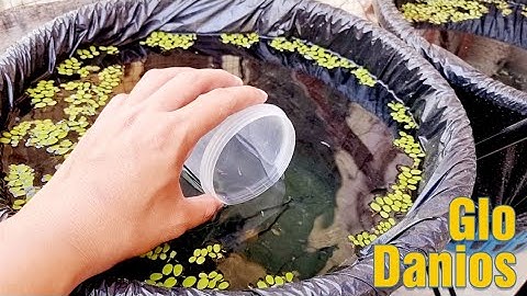 Part 2. GloDanio Eggs Developing,  Hatching and Fry Growing with Different Colors!