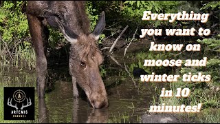 Everything You Want To Know About Moose And Winter Ticks In 10 Minutes