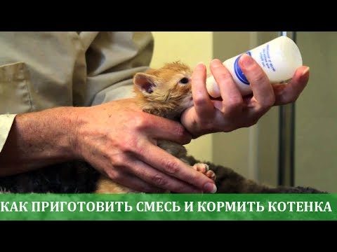 Как приготовить смесь и кормить котенка