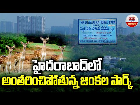 హైదరాబాద్ లో అంతరించిపోతున్న జింకల పార్క్ | Mrugavani National Park | Hyderabad | ABN Telugu - ABNTELUGUTV