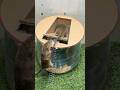 Best home mouse trap/mouse trap tips #rattrap #mousetrap #rat #shor