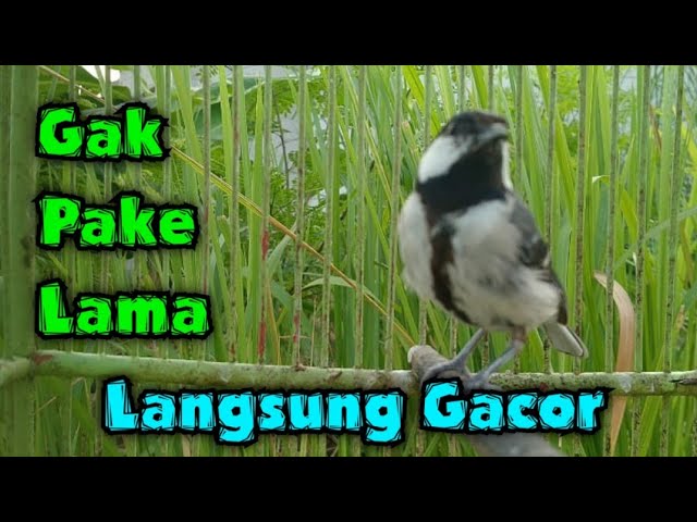 Gelatik batu gacor || Suara gelatik batu betina memanggil jantan class=