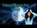 Your Brain Has a Fear Button — Here's What Stress Actually Does to You | Welcome to Dr. CoSkills