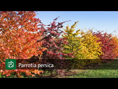 Video: Parrotia