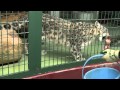 にゃん！ガゥ！嬉しくてつい声が出るユキヒョウ~Snow Leopard's supper