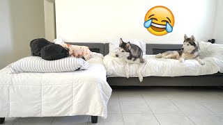 Will My Dogs Steal My Food While I'm Sleeping?