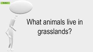 What Animals Live In Grasslands?