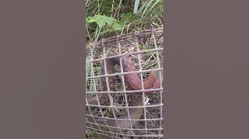 Đụng Độ Rắn Hổ Lửa #Short