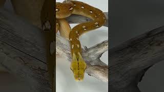 Famous Hold back orange ghost stripe Profile