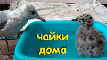 Птенец привыкает к чайке Чуи
