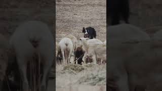 Border Collies and Australian Cattle Dogs