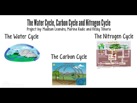 Video: Paano nauugnay ang water nitrogen at carbon cycles?