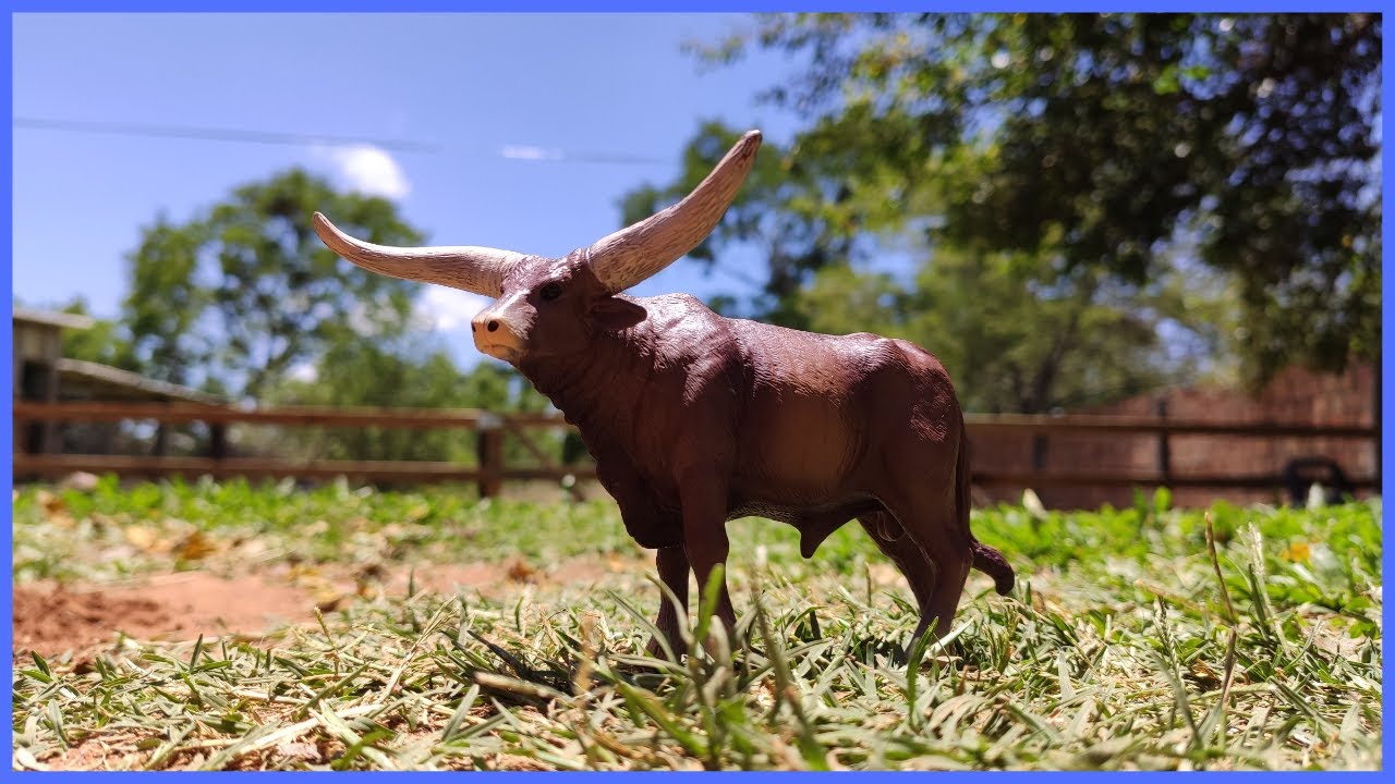 CHEGOU O NOVO TOURO COM CHIFRE GIGANTE #chapeudogato