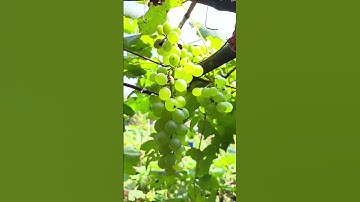 Grapes farming🍇    #grapes #grapesfarm #farmer #grape #grapetree #grapeharvest