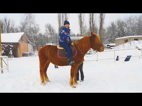 МЫ ВЫБРАЛИ ДРУГУЮ ЛОШАДЬ. МАМА И ПАПА ПОДАРИЛИ ДЕТЯМ ЧУДОЛОШАДЬ НА НОВЫЙ ГОД!