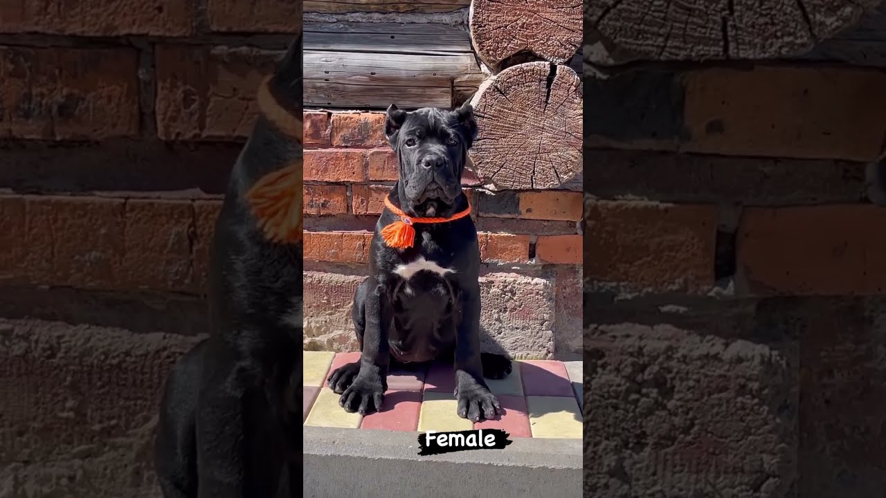 American Bully xxl 😤 Most Aggressive Dog Breeds In The World . a Beautiful Moment | Cute Dog Playing