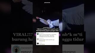 Viral! Burung Hantu Ditembak di NTT, Polisi Turun Tangan #shorts #fyp #beritaterkini #quotes