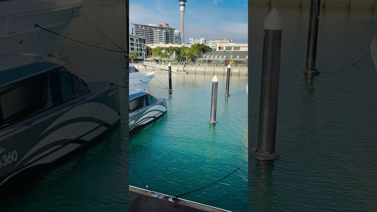 Kiwi in New Zealand ✅ 