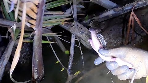 Soi Cá Thòi Lòi Đêm Khuya /Bữa Cơm Kho Quẹt Rau Luộc /dat nguyen can Gio