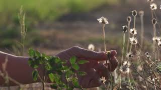 Floral Reading. When flowers turn to seed.