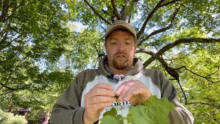 Sugar Maple (Acer saccharum) 