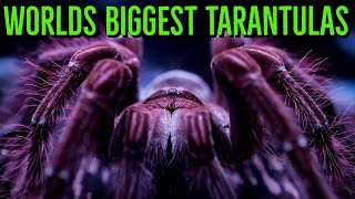 Top 10 LARGEST Tarantulas - Worlds BIGGEST Spiders - GIANT Tarantula!