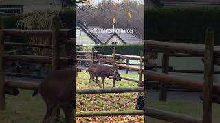 We did not expect the last deer to do that. #friends#worksmarterandharder #cutedeer #naturemoments