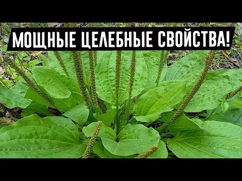 Видео: Как да разпознаем растение