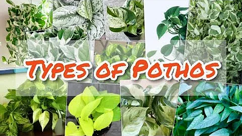 Types of Pothos || Varieties of Epipremnum Auteum