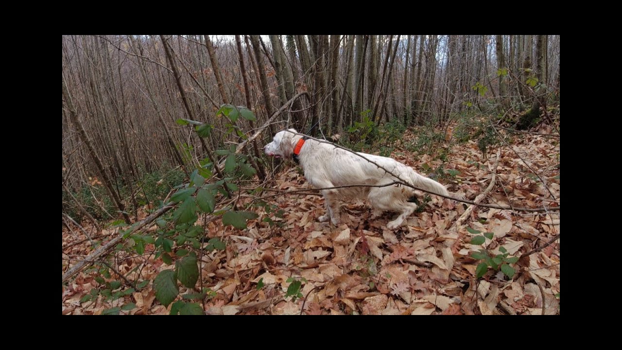 UN CACCIATORE DI BECCACCE presenta.. COSE CHE CAPITANO ( caccia alla Beccaccia 2020/2021)