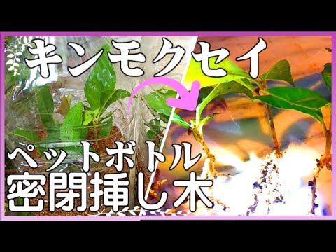 Osmanthus Fragrans Cuttage キンモクセイの挿し木 ペットボトル密閉挿し木 キンモクセイ の増やし方 ペットボトル保温カプセル オリーブ挿し木 Youtube