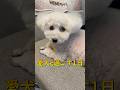 愛犬と過ごす１日