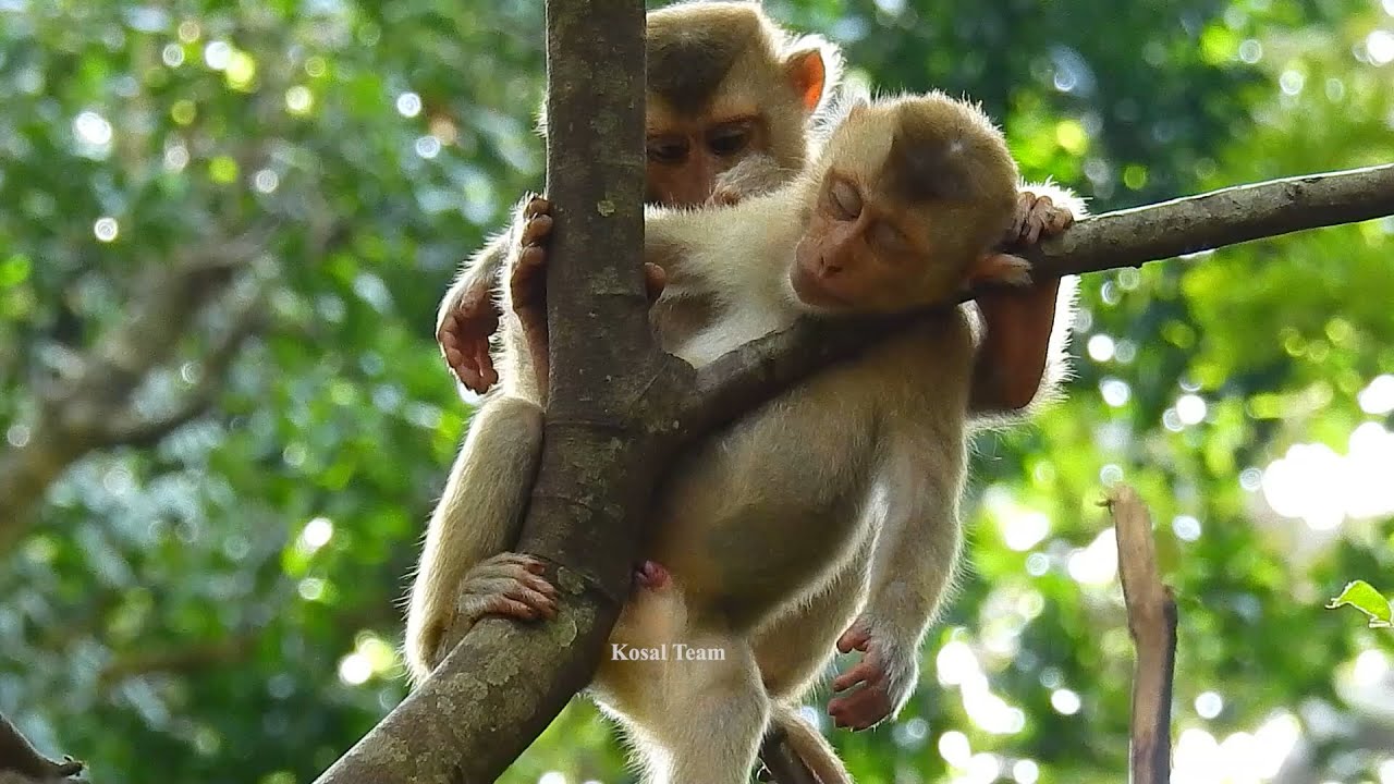 Adorable Bruno why your life is so short we miss you so much poor boy