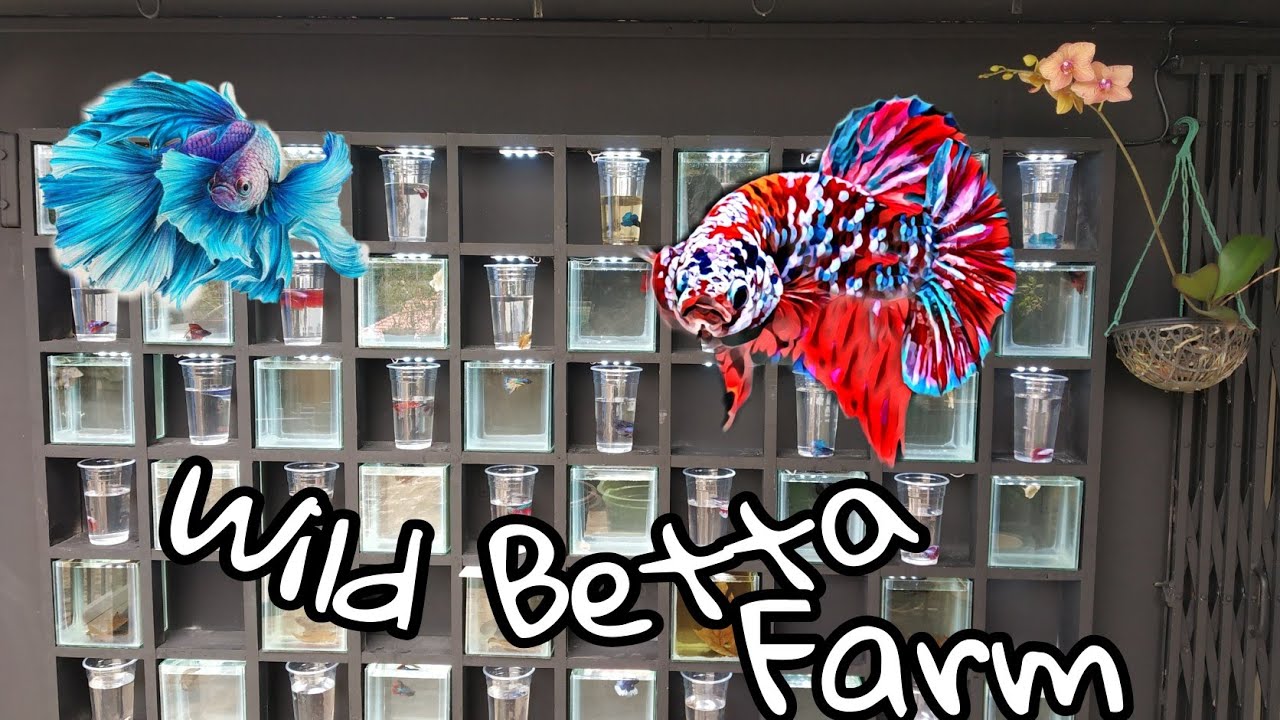 Betta farm's in kera #senthilmuthuswamy തിരുവനന്തപുരം കഴക്കൂട്ടത്ത് ഉള്ള വൈൽഡ് ബീറ്റ ഫിഷ് ഫാം